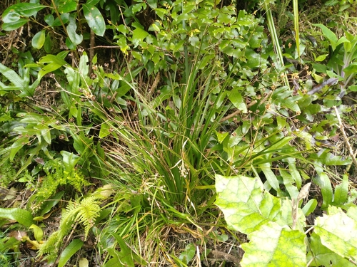 Image of Libertia grandiflora by (c) Leon Perrie, some rights reserved (CC BY)
