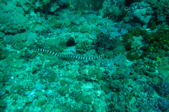 Emydocephalus ijimae