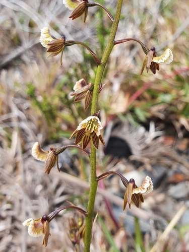 Image of Eulophia bolusii by (c) Corli du Toit Smith, some rights reserved (CC BY)