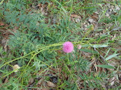 Mimosa hystricina