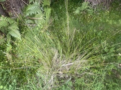 Carex virgata