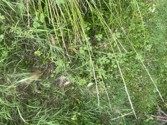 Carex virgata