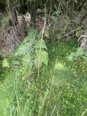 Carex virgata