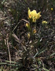 Castilleja affinis neglecta