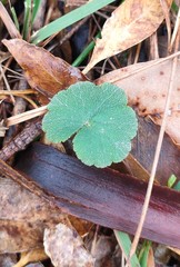 Hydrocotyle hirta