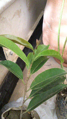 Ficus binnendykii