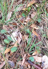 Hydrocotyle hirta