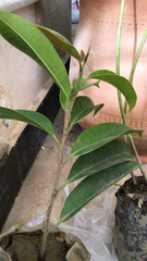 Ficus binnendykii