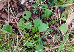 Viola cleistogamoides