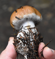 Cortinarius riederi