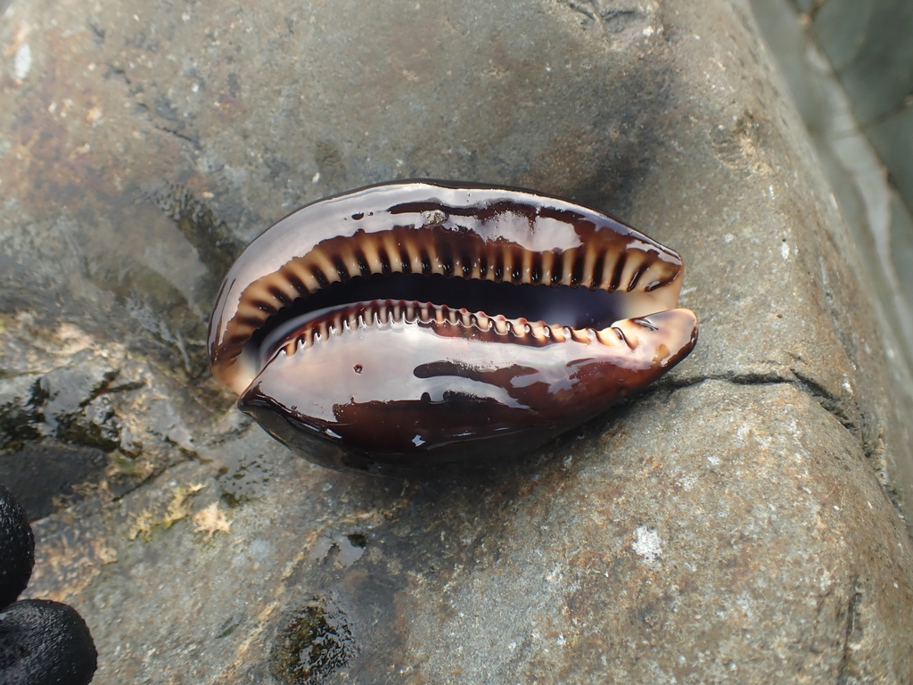 Photo of Mauritian Cowrie (Mauritia mauritiana)