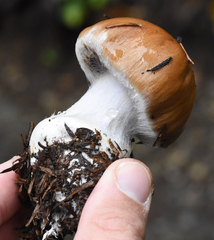 Cortinarius riederi