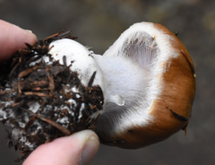 Cortinarius riederi