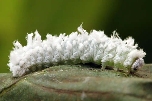 Eriocampa umbratica nuotrauka