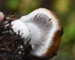 Cortinarius riederi