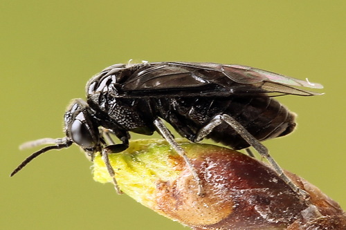 Eriocampa umbratica nuotrauka