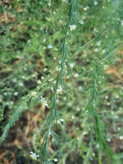 Asparagus cooperi