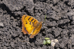 Catacroptera cloanthe