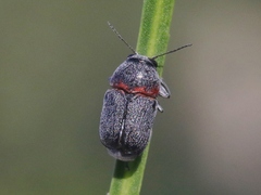 Pachybrachis thoracicus