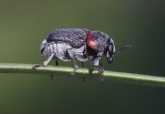 Pachybrachis thoracicus