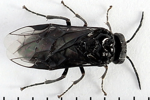 Eriocampa umbratica nuotrauka