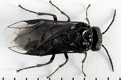 Eriocampa umbratica