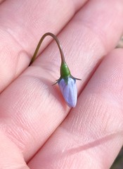Wahlenbergia gracilenta