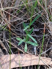 Wahlenbergia gracilenta