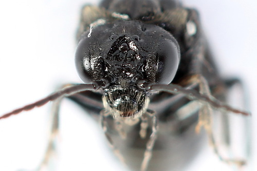 Eriocampa umbratica nuotrauka