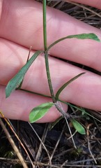 Wahlenbergia gracilenta