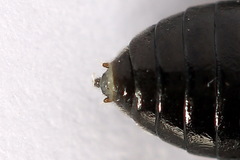 Eriocampa umbratica