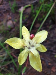 Visciramosae
