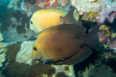 Ctenochaetus binotatus