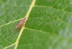 Homotoma ficus
