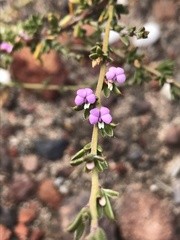 Muraltia dispersa
