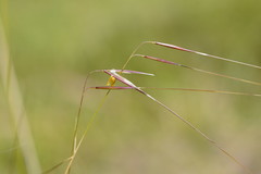 Austrostipa muelleri