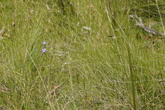 Austrostipa muelleri