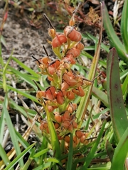 Wachendorfia multiflora