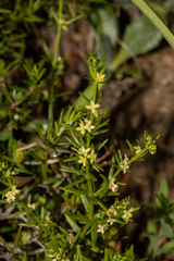 Galium gaudichaudii