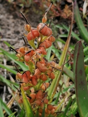 Wachendorfia multiflora
