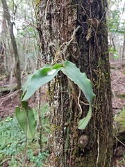 Rhinerrhiza divitiflora