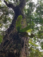 Rhinerrhiza divitiflora