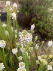 Microdon capitatus