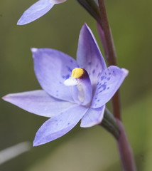 Thelymitra × truncata