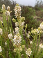 Microdon capitatus