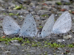 Celastrina lavendularis