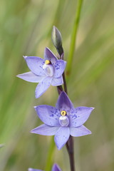 Thelymitra × truncata
