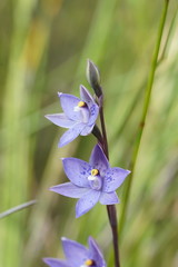 Thelymitra × truncata