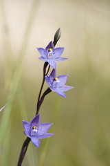 Thelymitra × truncata