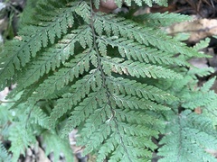 Parapolystichum microsorum